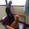 魚