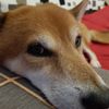 蔡東嶧