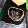 Lun 