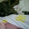 蘇佩瑜