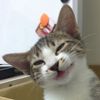 Solar