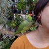 Telice Huang