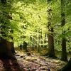 Leafy Grassy