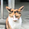 我是忒戎