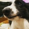 顏元瀅營養師