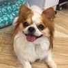 Dog’s kitchen_寶