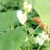 部落再現豐華