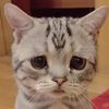 wu wu 廚房
