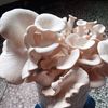 阿婆廚房
