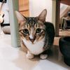 andreaの
