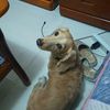 黃郁婷