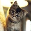 家常蔡料理