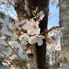 蘇菲～旅日自炊記