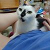 Nancy  Cat