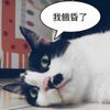 2Meow