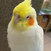 歆