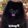 王阿狗