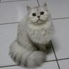 Cute cat