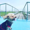 玉子廚房