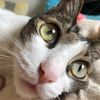 Lynncat