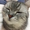 NoriiCat