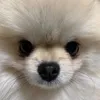 胃莉