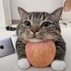 KC躺平中