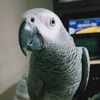 企鵝君