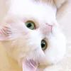 🌺安潔拉的幸福餐桌🌺
