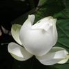 黃士哲