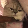 萌萌愛吃