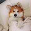 欸額