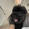 班婕玲