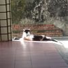 楊雯