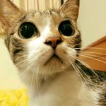 皮哥廚房 的個人照片