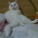 安潔&阿貓的簡單小廚房