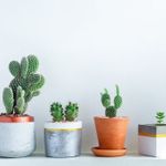 Stephanie 的個人照片