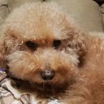 肚餓的英國留學生 的個人照片