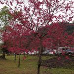 張媽媽家常菜 的個人照片