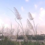 Nig Wen Qiu 的個人照片