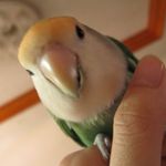 陳平 的個人照片