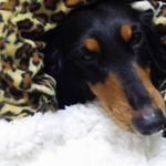 大恐龍 的個人照片