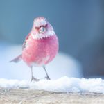 Amanda Lin 的個人照片