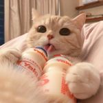 楊子睿 的個人照片