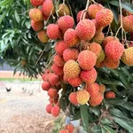 小鹿愛吃荔枝