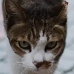 新手娜娜：媽媽傳授的那些食譜 的個人照片