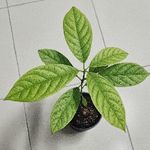 不專業の酪梨美食獵人 的個人照片