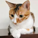 Jasmine
