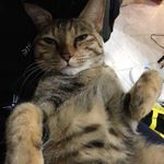 Serin Chang 的個人照片