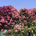 Jun Jun 的個人照片